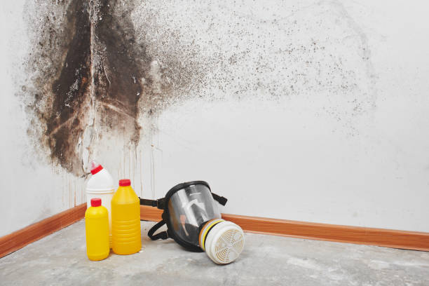 Best Localized Mold Remediation (e.g., coastal areas, humid climates) in Hudson Bend, TX