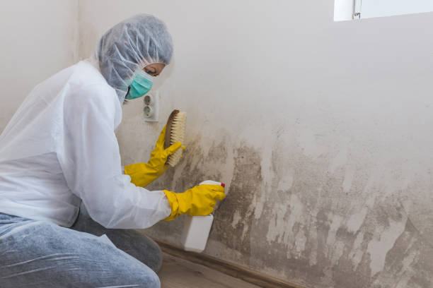 Best Mold Remediation for Specific Building Types in Hudson Bend, TX