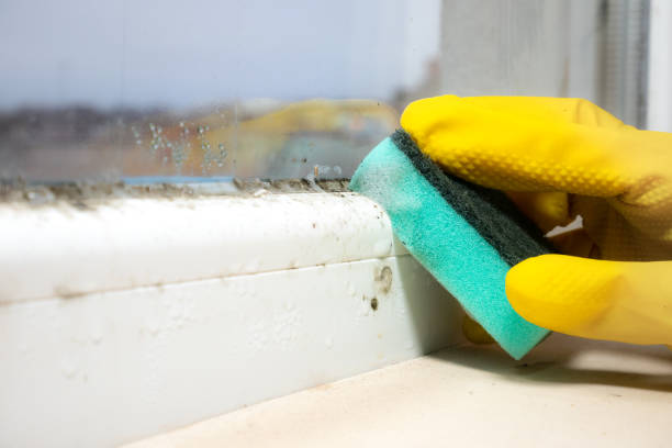 Professional Mold Remediation in Hudson Bend, TX