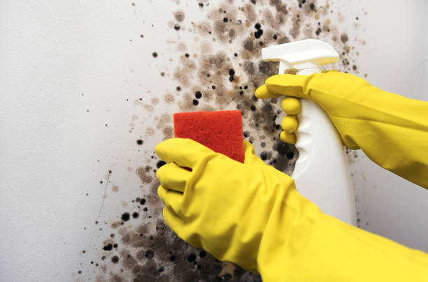 Best Black Mold Remediation in Hudson Bend, TX