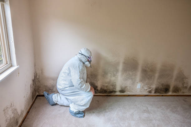 Best Industrial Mold Remediation in Hudson Bend, TX