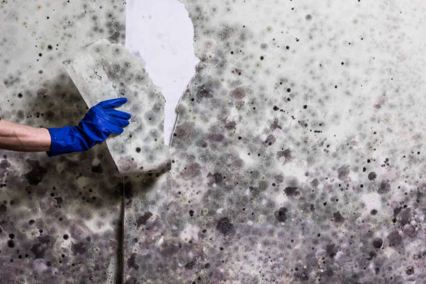 Best Residential Mold Remediation in Hudson Bend, TX
