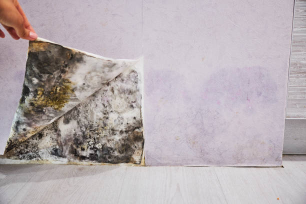 Best Attic Mold Remediation in Hudson Bend, TX